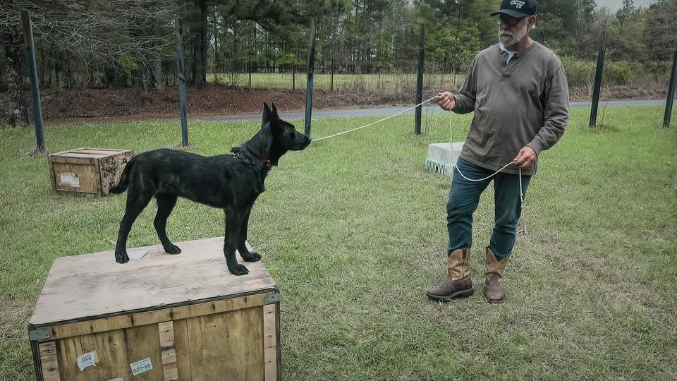 PawblemSolved's expert dog trainer with a calm, well-behaved dog
